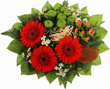 Blumenstrauß Der Strauß besteht aus 3 rote Minigerbera, grüne Chrysanthemen, Hyperikum, Kamillenblüten, Pistazie, Salal, Kokosrinde, Bastschleife.