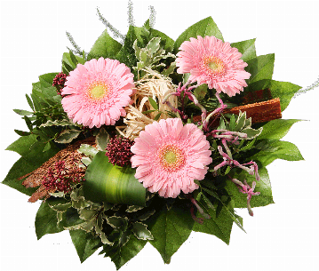 Blumenstrauß 3 rosa Gerbera, Känguruhpfötchen, Skimmia, Pistazie, Pittosporum, Plumosus, Salal Kokosrinde und eine Bastschleife, weder in dem Strauß verarbeitet.