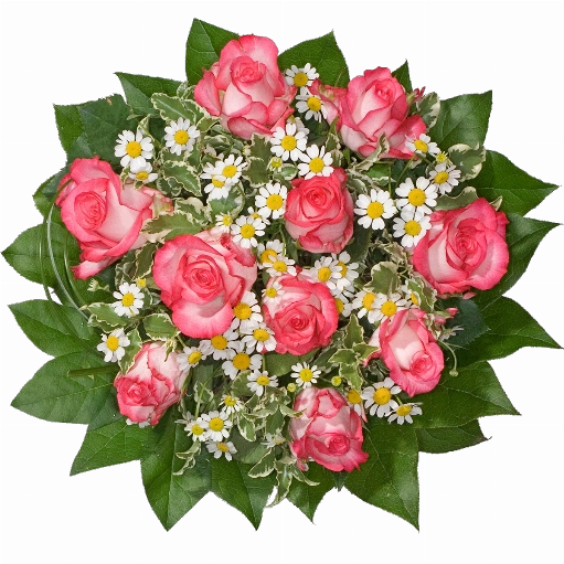 Blumenstrauß 10 rot-weiße Rosen, Kamillenblüten, Pittosporum, Baergras, Salal